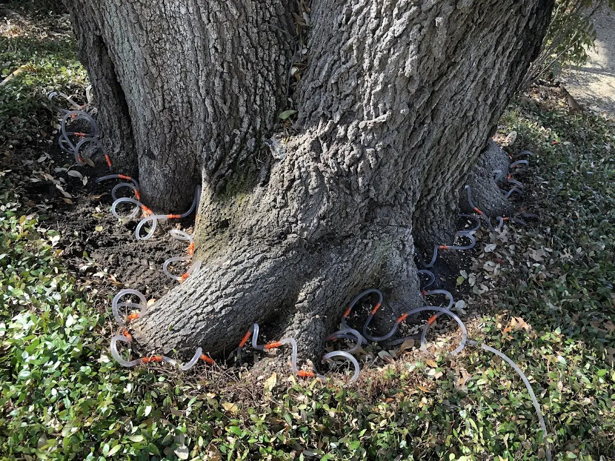 Detailed Tree Cabling and Bracing job site in Kalaheo
