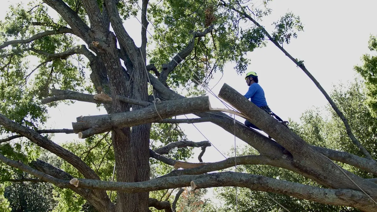 Professional Crown Thinning performed by certified arborists in Kalaheo
